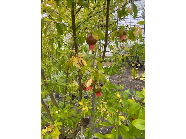 Punica (granaatappel) - afbeelding 2 van  3
