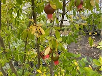 Punica (granaatappel) - afbeelding 2 van  3