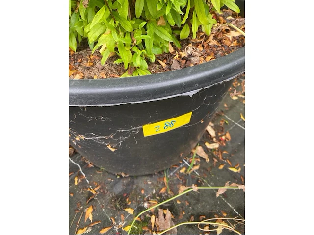 Punica (granaatappel) - afbeelding 3 van  3