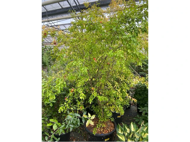 Punica (granaatappel) - afbeelding 1 van  3