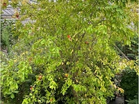 Punica (granaatappel) - afbeelding 1 van  3