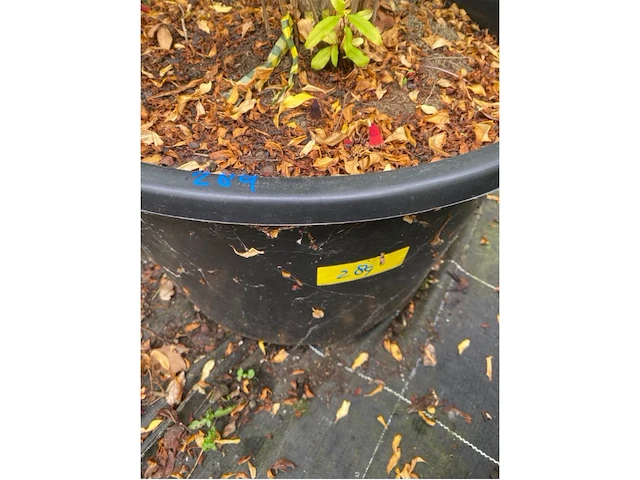 Punica (granaatappel) - afbeelding 3 van  3