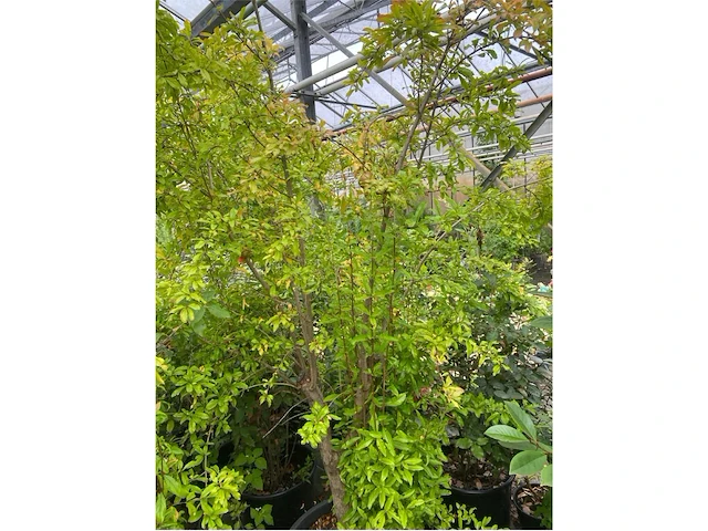 Punica (granaatappel) - afbeelding 1 van  2