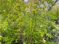 Punica (granaatappel) - afbeelding 1 van  2