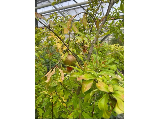 Punica (granaatappel) - afbeelding 2 van  2