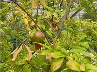 Punica (granaatappel) - afbeelding 2 van  2