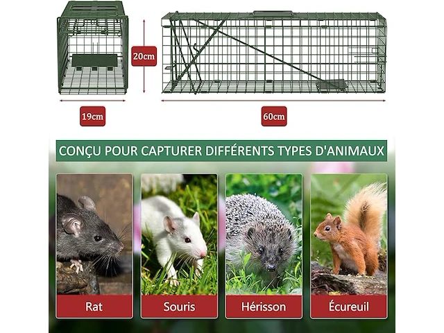 Qianruida rattenvanger - afbeelding 3 van  4