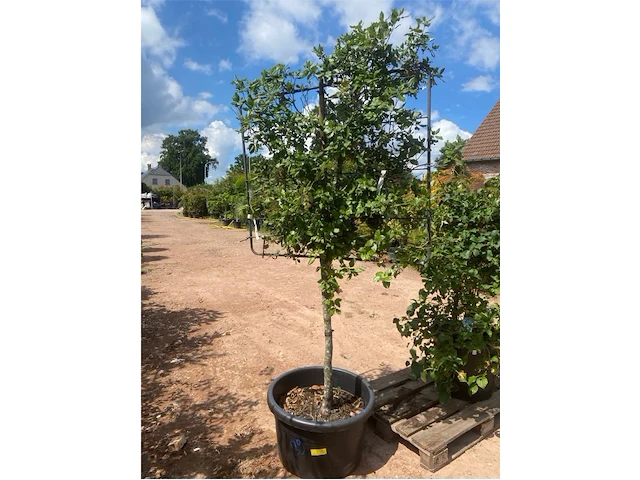 Quercus ilex op rek - afbeelding 1 van  2