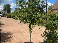 Quercus ilex op rek - afbeelding 1 van  2