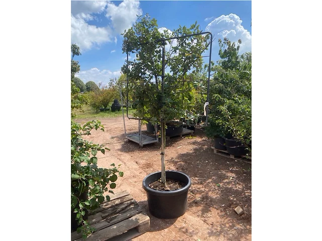 Quercus ilex op rek - afbeelding 2 van  2