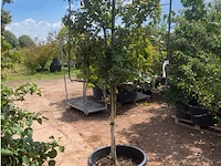 Quercus ilex op rek - afbeelding 2 van  2