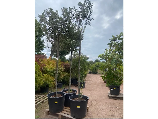 Quercus ilex - afbeelding 1 van  1