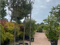 Quercus ilex - afbeelding 1 van  1