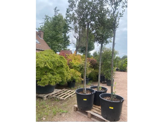 Quercus ilex - afbeelding 1 van  1
