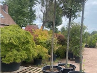 Quercus ilex - afbeelding 1 van  1
