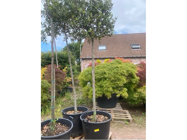Quercus ilex - afbeelding 1 van  1