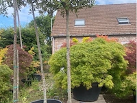 Quercus ilex - afbeelding 1 van  1