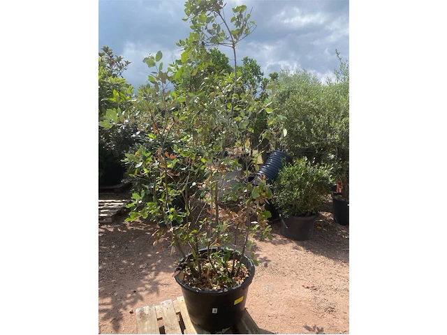Quercus ilex - afbeelding 1 van  2