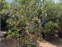 Quercus ilex - afbeelding 1 van  2