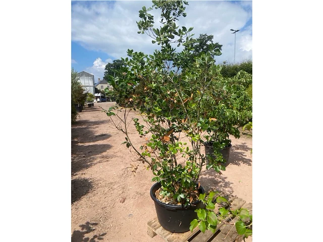 Quercus ilex - afbeelding 2 van  2