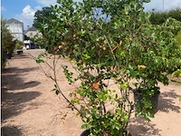 Quercus ilex - afbeelding 2 van  2