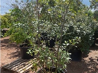 Quercus ilex - afbeelding 1 van  2