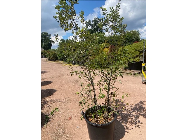 Quercus ilex - afbeelding 2 van  2