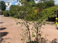 Quercus ilex - afbeelding 2 van  2