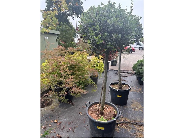 Quercus ilex - afbeelding 1 van  1