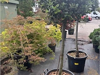 Quercus ilex - afbeelding 1 van  1