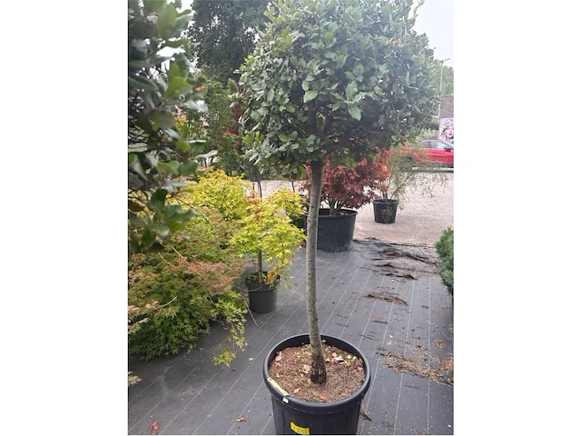 Quercus ilex - afbeelding 1 van  1