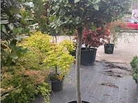Quercus ilex - afbeelding 1 van  1