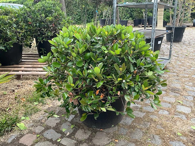 Rhaphiolepis umbellata planten met pot - afbeelding 1 van  2