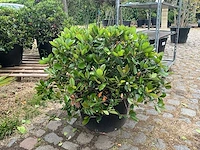 Rhaphiolepis umbellata planten met pot - afbeelding 1 van  2