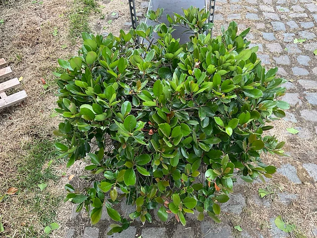 Rhaphiolepis umbellata planten met pot - afbeelding 2 van  2