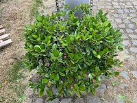 Rhaphiolepis umbellata planten met pot - afbeelding 2 van  2