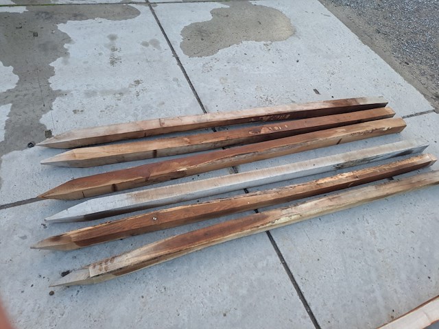 Robinia - afbeelding 1 van  1