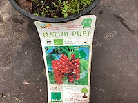 Rode bessenstruiken (x50)