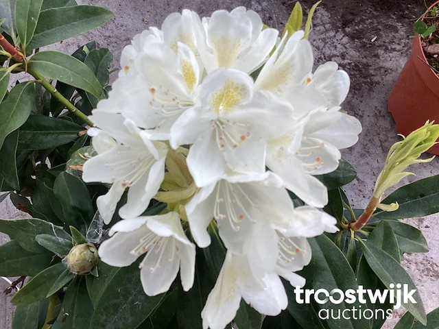 Rododendron cuming white 80-100 - afbeelding 1 van  2