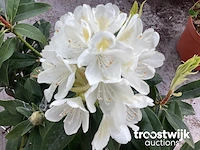 Rododendron cuming white 80-100