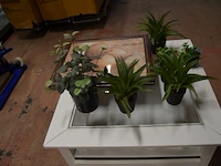 Rolbijzetzeteltje grijs imitatie leder (licht beschadigd), vierkandite bijzettafeltje wit hout glazen blad, 7 kunstof plantjes, 2 wandversieringen in kader - afbeelding 10 van  10