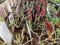 Rozen (x40) - afbeelding 1 van  7