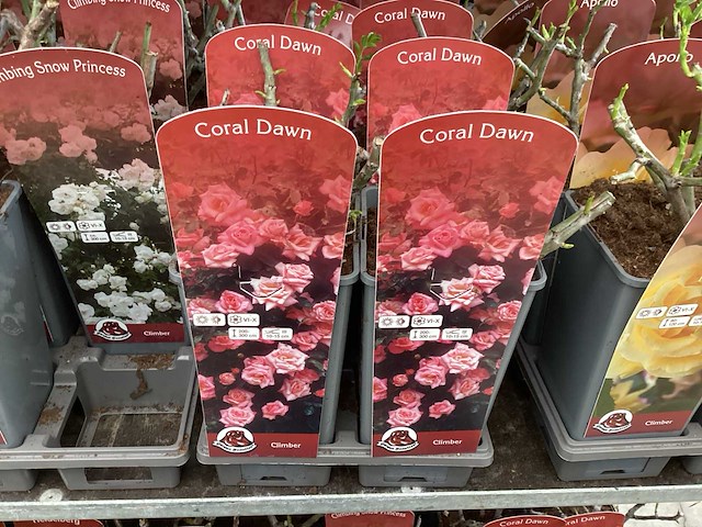 Rozen (x40) - afbeelding 3 van  7