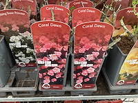 Rozen (x40) - afbeelding 3 van  7