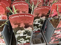 Rozen (x40) - afbeelding 4 van  7