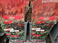 Rozen (x40) - afbeelding 7 van  7