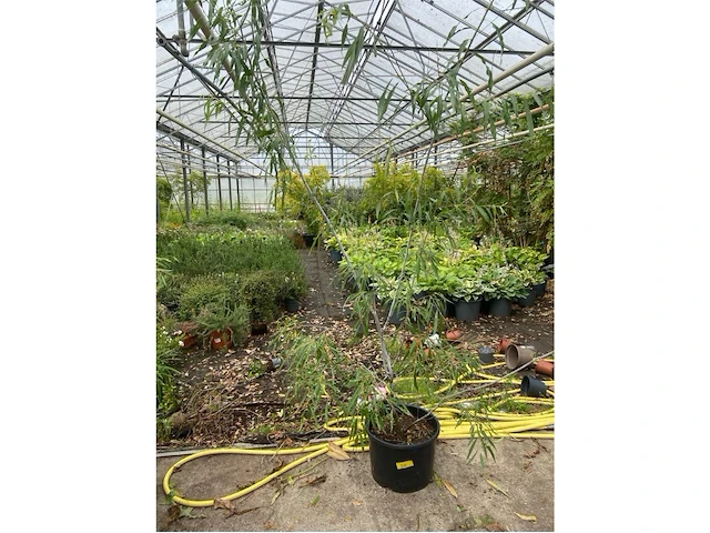 Salix acutifolia "blue streak" - afbeelding 1 van  1