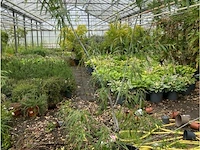 Salix acutifolia "blue streak" - afbeelding 1 van  1