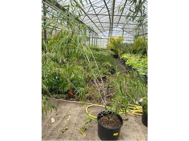 Salix acutifolia "blue streak" - afbeelding 1 van  1