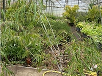 Salix acutifolia "blue streak" - afbeelding 1 van  1